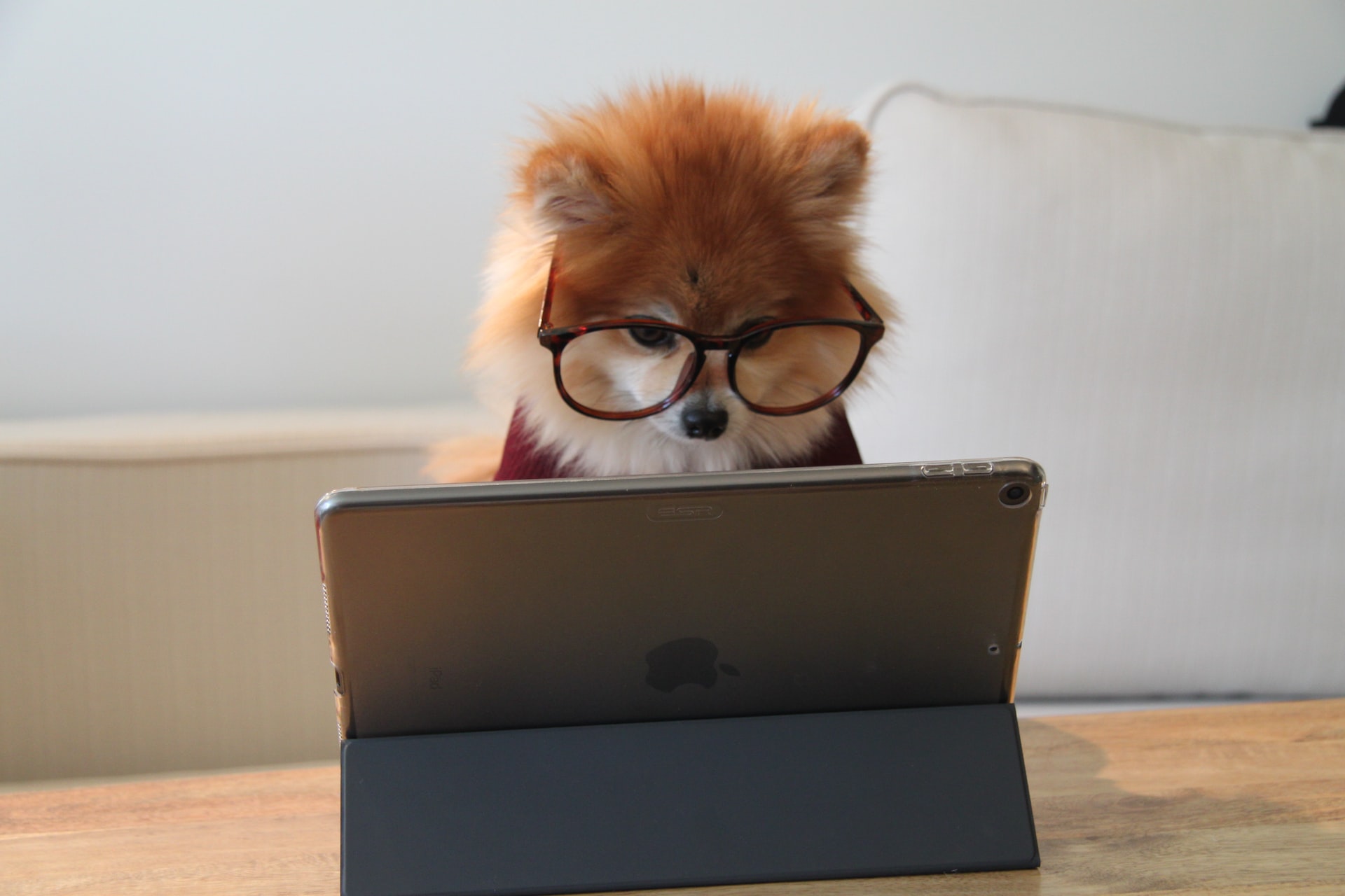 A dog wearing glasses and using an ipad